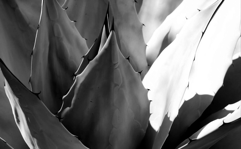 The topic of the plant called Agave